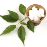 kamfora naturalna