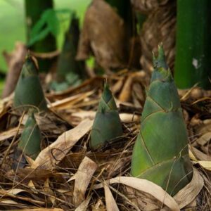 organiczny krzem z pędów bambusa